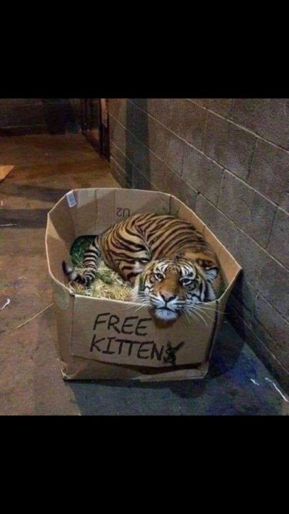 Free Kittens.jpg