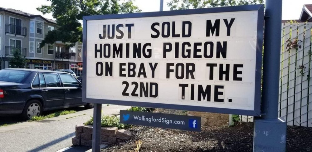Homing Pigeon.jpg