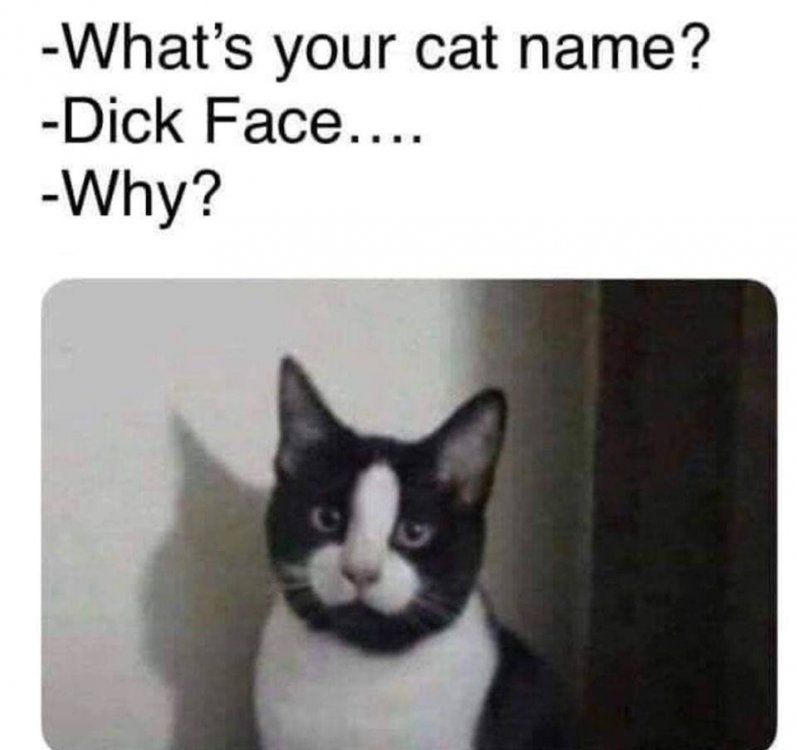 Cat DickFace.jpg