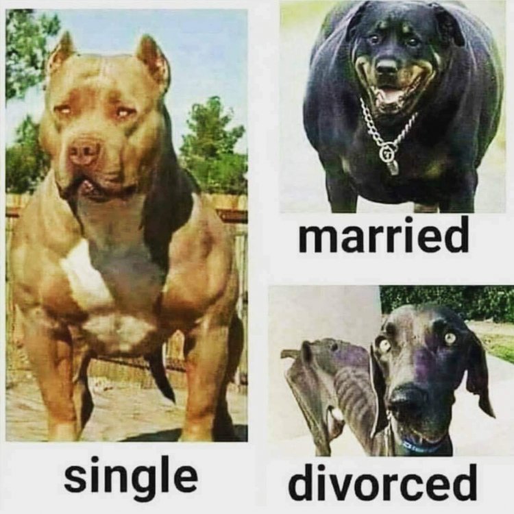 Single Married.jpg