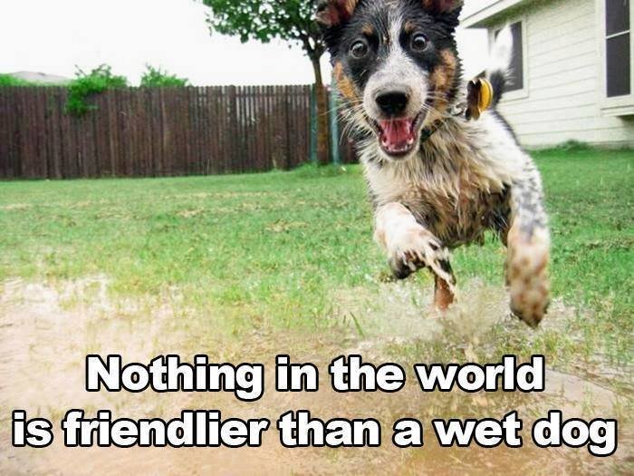 Dog wet.jpg