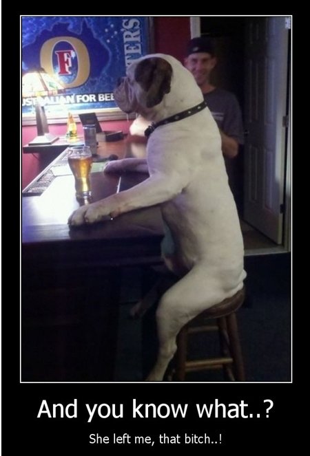 dog at bar.jpg