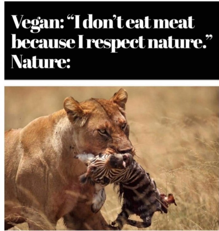 Vegan meat.jpg