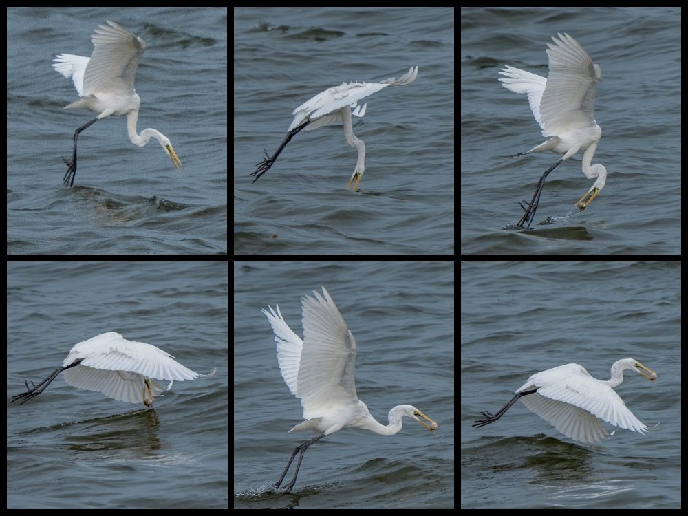 Egret Breakfast Time.jpg