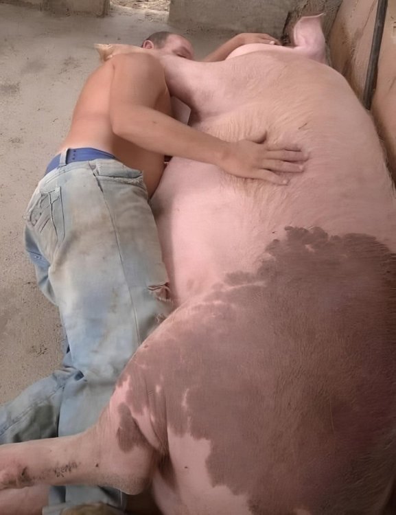 man pig.jpg